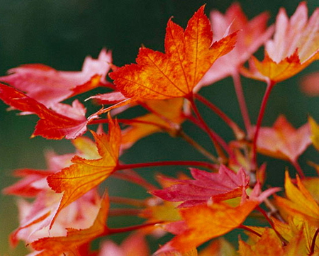 GOLDEN FULLMOON MAPLE - leaves, tree, branch, golden