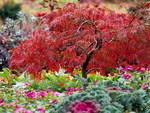 JAPANESE MAPLE,