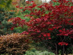 JAPANESE MAPLE,