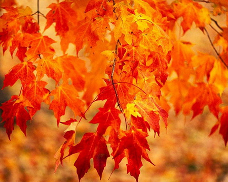 SUGAR MAPLE - leaves, orange, tree, gold