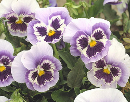 PANSIES - purple, yellow, lilac, flower