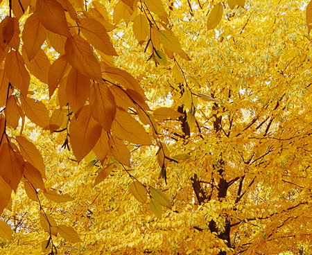 SWEET BIRTCH - leaves, tree, yellow, gold