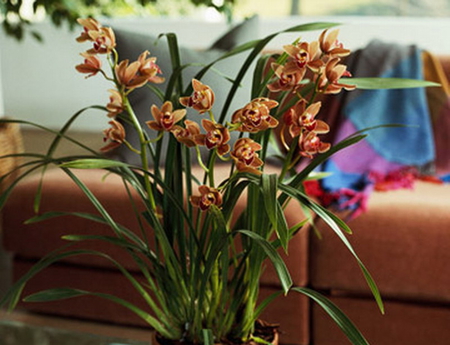 ORCHID - flowers, leaves, brown, green