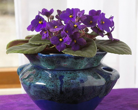 AFRICAN VIOLET - leaves, purple, blue, vase