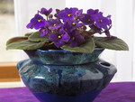 AFRICAN VIOLET