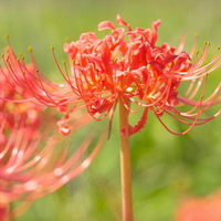 RED SPIDER LILY