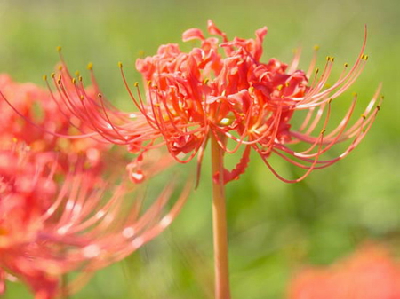 RED SPIDER LILY - spider, lily, flower, red