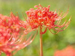 RED SPIDER LILY