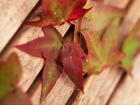 SWEET GUM - leaves, brown, wood, green