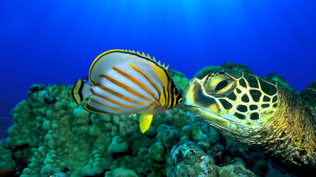 Love Underwater - kissing, love, turtle, blue, beautiful, fish, sea, coral underwater