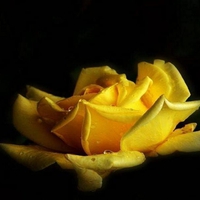 yellow rose