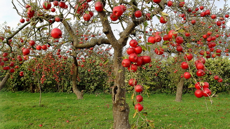 Beautiful Orchard - trees, red, beautiful, grass, apple, orchard, apples