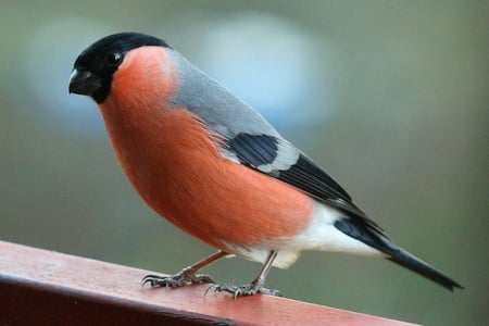 Bullfinch Bird - tiny, pretty, bullfinch, orange, black, bird