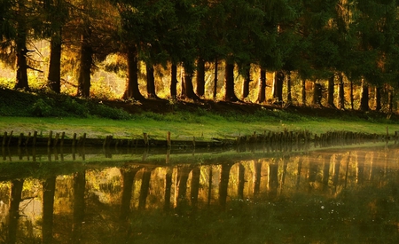 Tree reflexion - trees, pic, water, colour, image, grass, light, nature, picture, green, reflexion, color, sun, wall, wallpaper