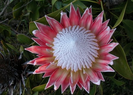 PROTEA - pretty, white, flower, pink