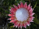 PROTEA