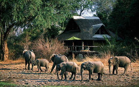 ELEPHANT HERD - large, elephants, herd, lodge