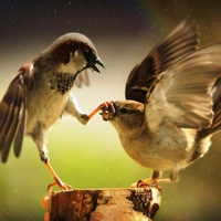 discussion, aggression, great picture, birds