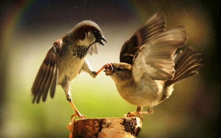 discussion, aggression, great picture, birds - aggression, great picture, discussion, birds