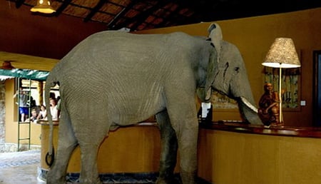 BILL PLEASE. - bill, elephant, lamp, desk