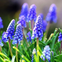 blue flowers, HD, great picture, nature