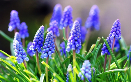 blue flowers, HD, great picture, nature - hd, blue flowers, great picture, nature