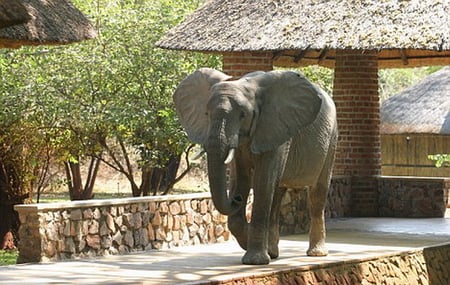 CHECKING OUT - walking, lodge, grey, large