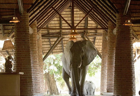 ELEPHANT ENTRANCE - entry, walking, zambia, lodge