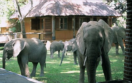 ARRIVING - herd, family, lodge, elephants