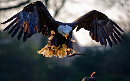 EAGLE~ LANDING - american, landing, eagle, bald, wingspan