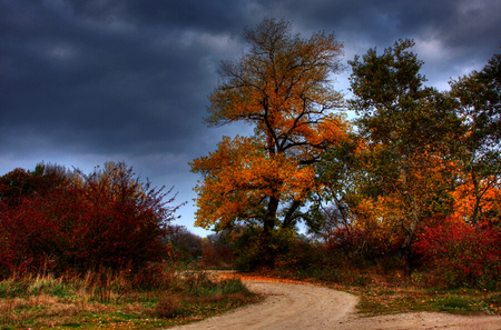 Fall - autumn, trees, road, beautiful