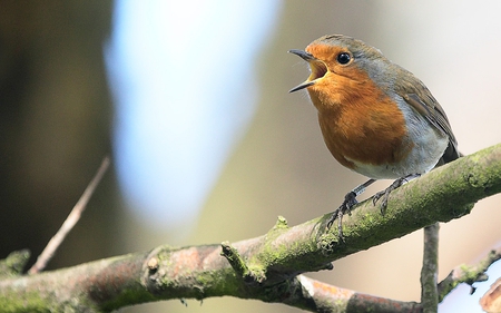 Christopher It's Dinner Time - singing, robin, branch, redbreast