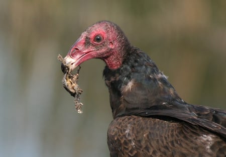 You Made Me Blush - eating, vulture, prey, blush