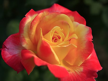 Beautiful rose for my beautiful friend Jasenka (jasnas)