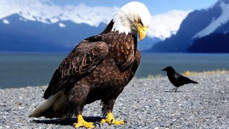 You Talking To Me Sonny - eagle, crow, mountains, water