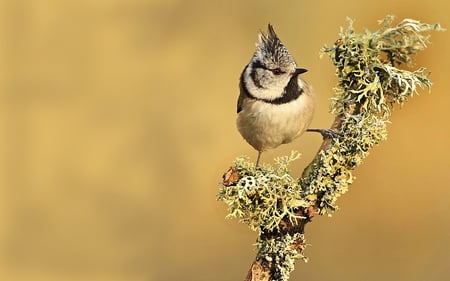 Crested Tit - lichen, crested, branch, tit