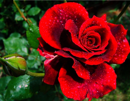 RED ROSE - water, red, drops, bud, rose