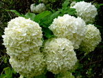 hydrangea