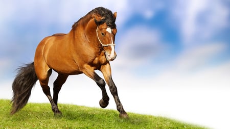 hermoso,caballo,noble,animal - animal, caballo, hermoso, noble