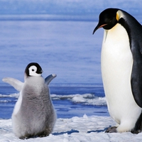 Daddy, I have hunger, penguins, good picture,