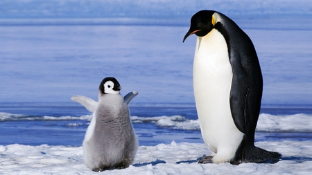 Daddy, I have hunger, penguins, good picture, - i have hunger, penguins, good picture, daddy