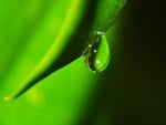 a drop, in the field, excellent ,photography