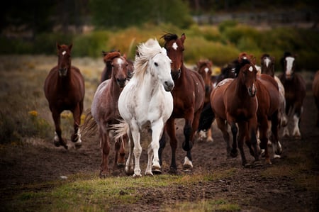 herd - white, herd, horses, brown, stallion, leader