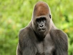 gorilla, powerful, protected by law, HD