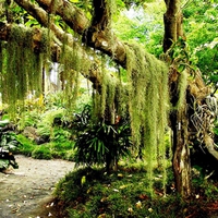 tree, path, branch, beautiful photo