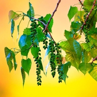 branch with leaves, HD, great picture, beautiful