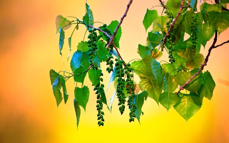 branch with leaves, HD, great picture, beautiful