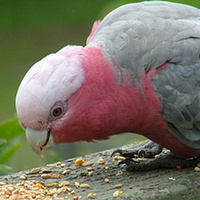 GALAH FEEDING