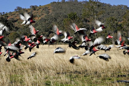 FLOCK OF GALAHS FLYING, - galahs, grey, pink, flock