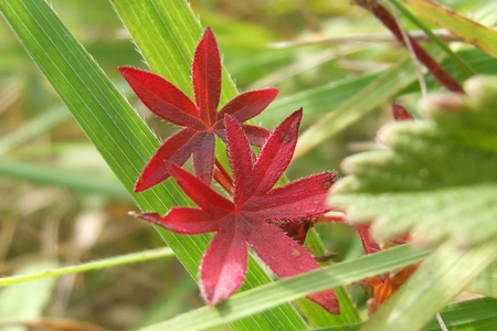 Tiny and red :)